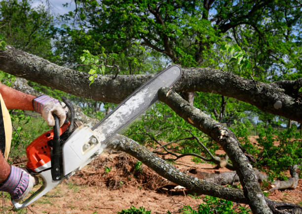 Best Stump Grinding Near Me  in Hollymead, VA